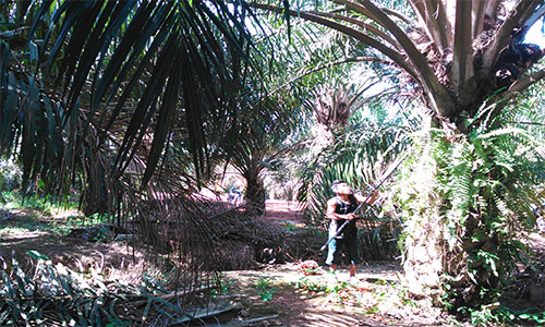 plantation_Sungai Rambai Estate